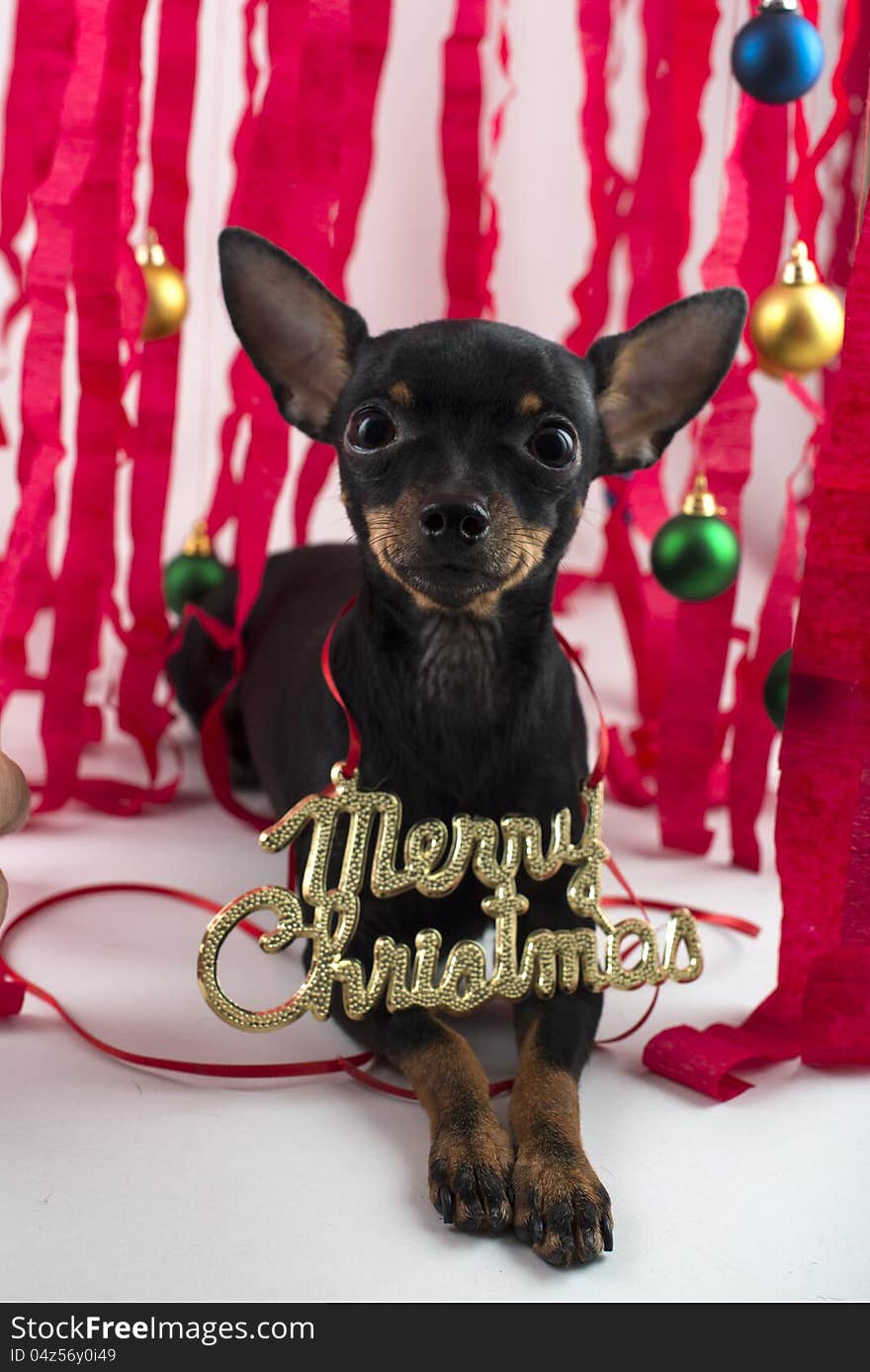 Small dog terrier congratulates on Christmas and new year. Small dog terrier congratulates on Christmas and new year