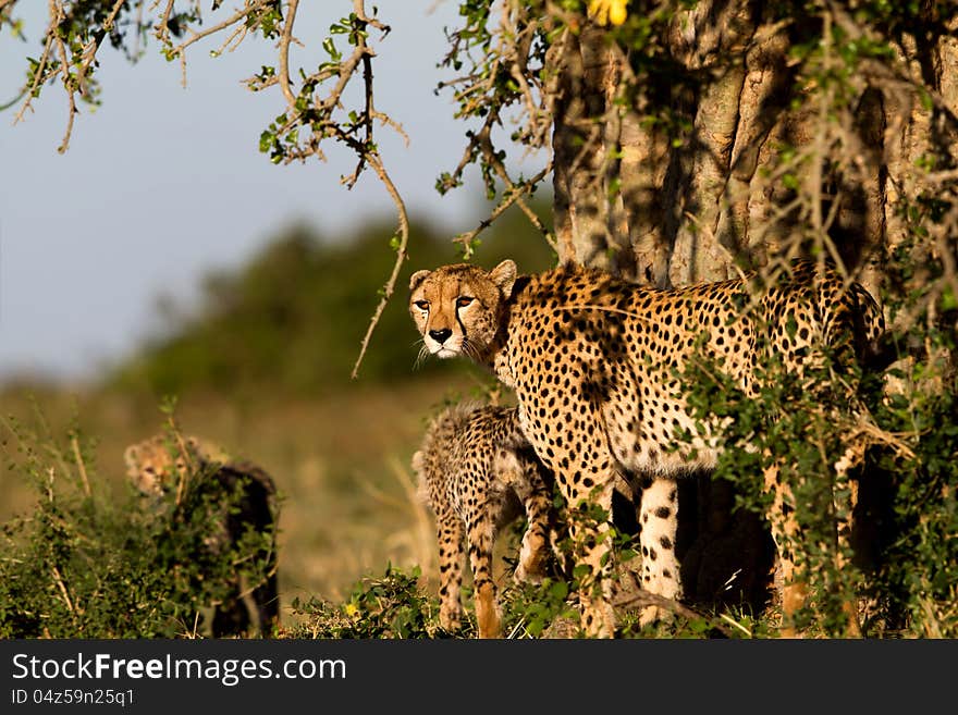 Cheetah Mother with cubs, Masai Mara