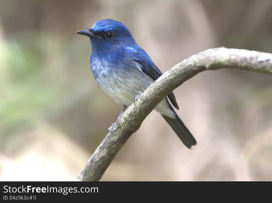 Hainan Blue Flycatcher : Cyomis hainanus