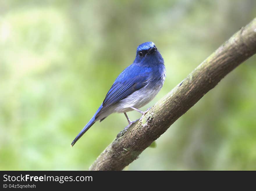 Hainan Blue Flycatcher : Cyomis hainanus