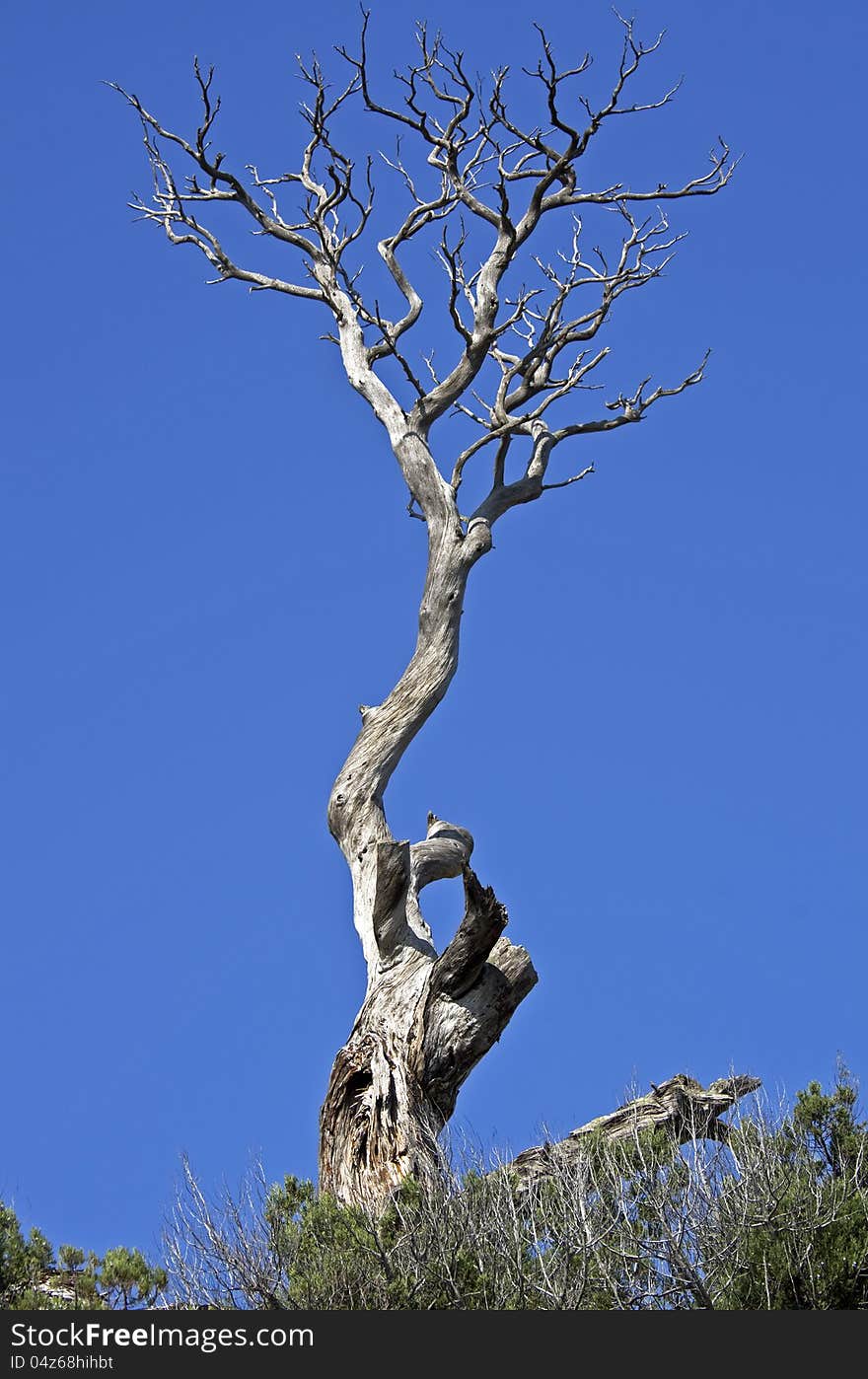 Dead pine tree on a cliff, Crimean mountains. Dead pine tree on a cliff, Crimean mountains.