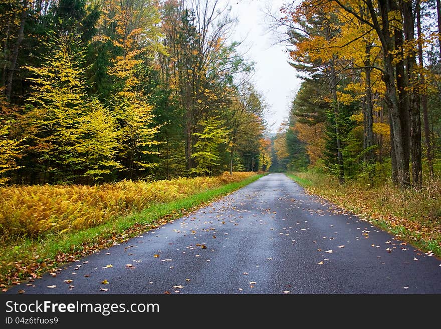 Looking down a paved road going through a wooded area in the autumn with colored leaves and beautiful golden fern plants along the road. Looking down a paved road going through a wooded area in the autumn with colored leaves and beautiful golden fern plants along the road