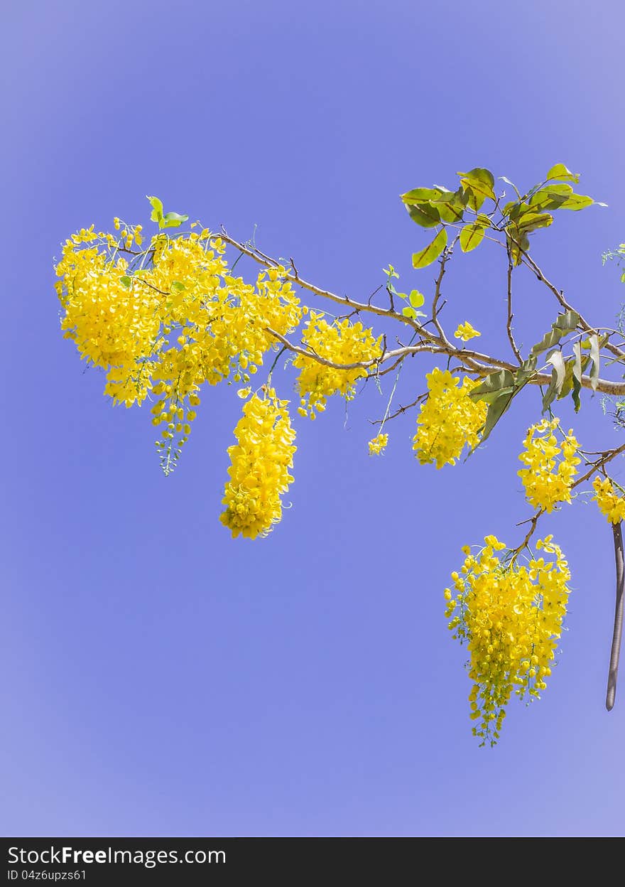 Golden shower, Thai national flower, against blue sky background at Phuket, Thailand