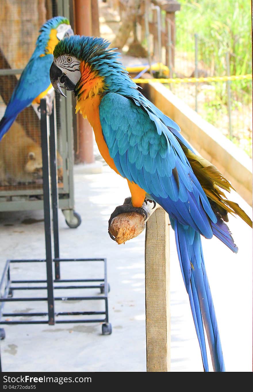 Portrait of the parrot head