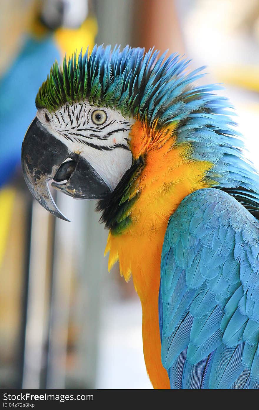 Closeup of the parrot head