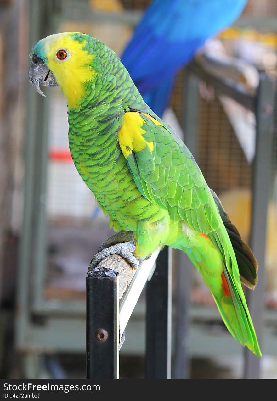 Portrait of the green parrot