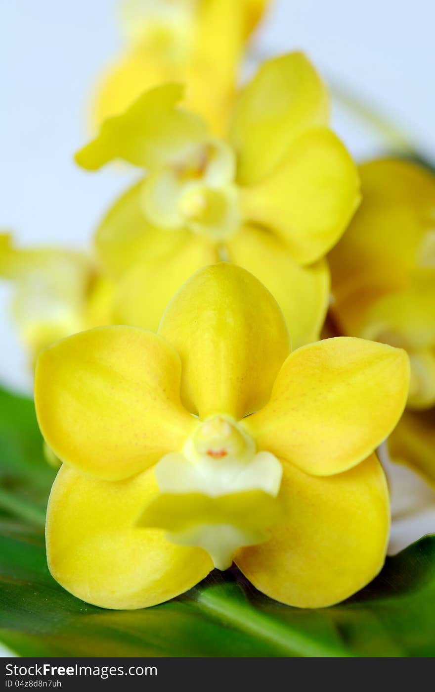 Yellow Orchids.