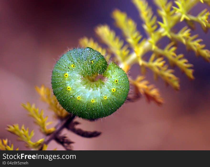 The caterpillar creeps on a plant