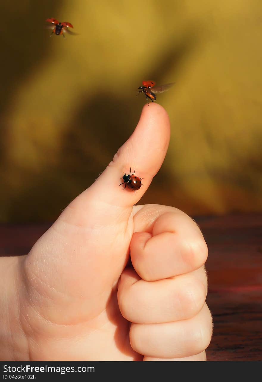 The chronicle of a flying-up ladybug