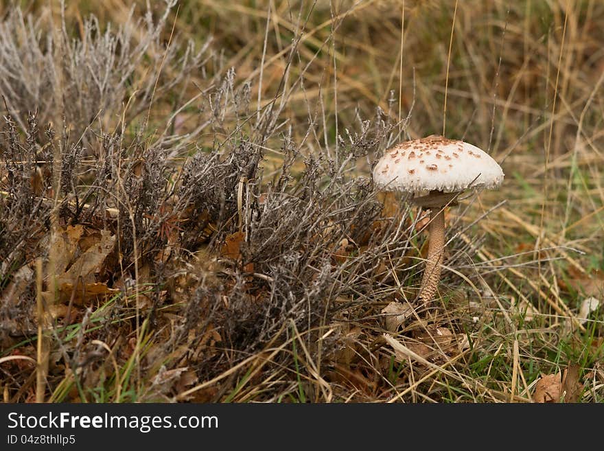 Autumn mushroom