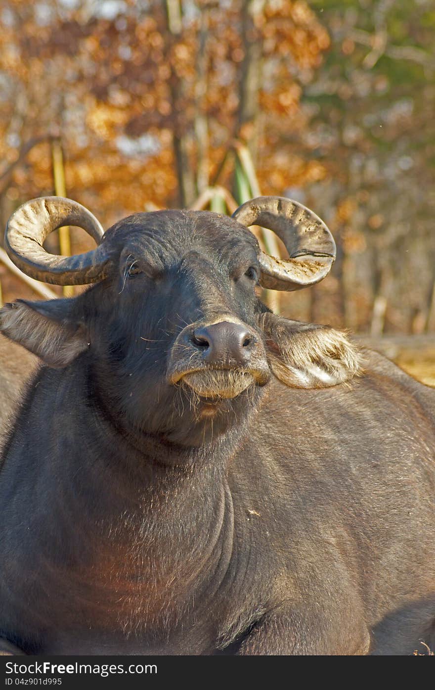 A bull water buffalo soaks up the sunshine. A bull water buffalo soaks up the sunshine.