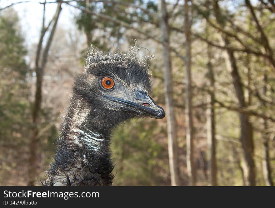 A curious Australian Emu is looking for food.