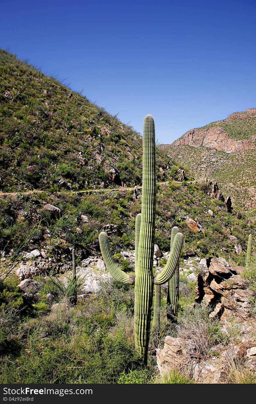 Giant Saguaro Cactus, Saguaro National Park