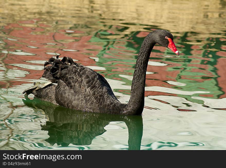 A black swan floats beside red water reflections. A black swan floats beside red water reflections.
