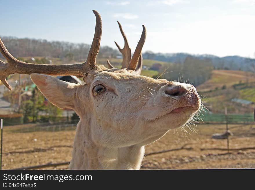 A nozy tan deer is looking for food.