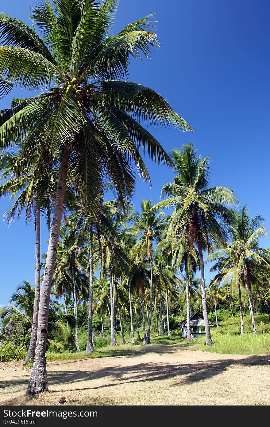 Coconut trees nearby the beach