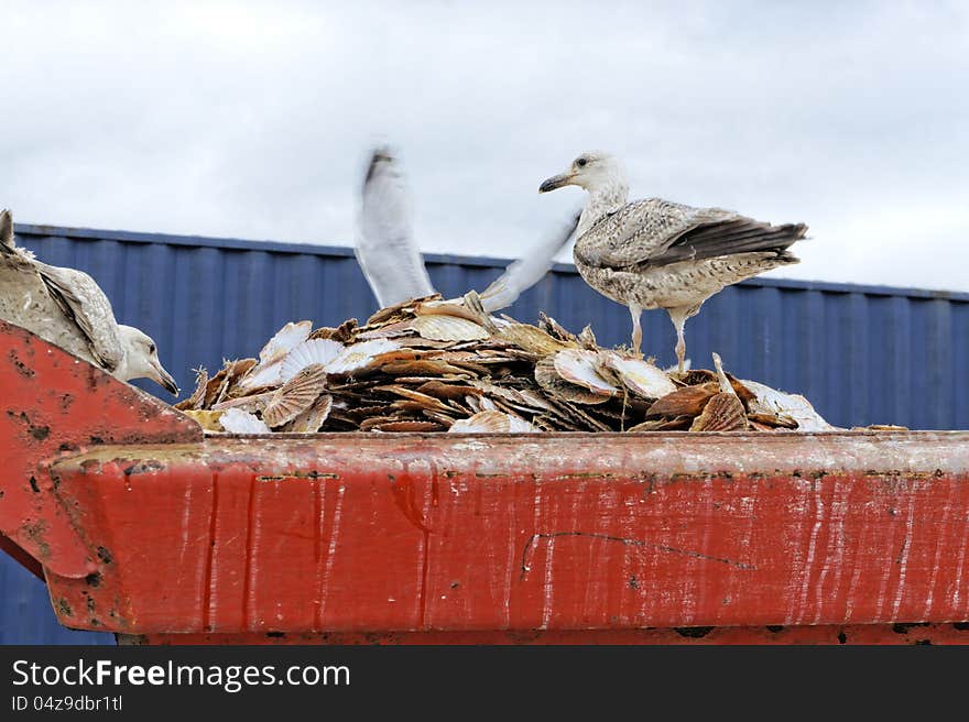 Sea gulls on a pile of shell. Sea gulls on a pile of shell