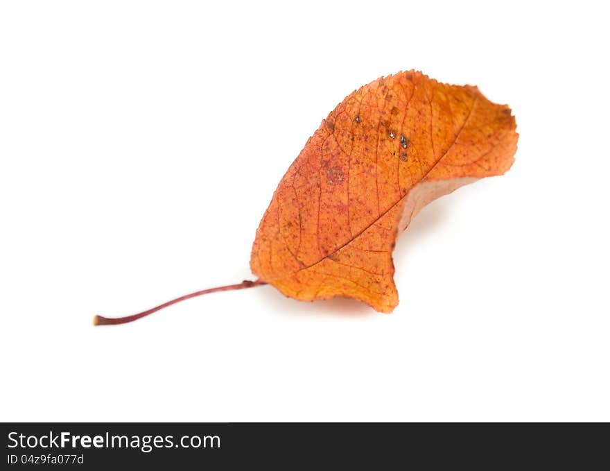 Single Autumn yellow leaf white isolated. Single Autumn yellow leaf white isolated