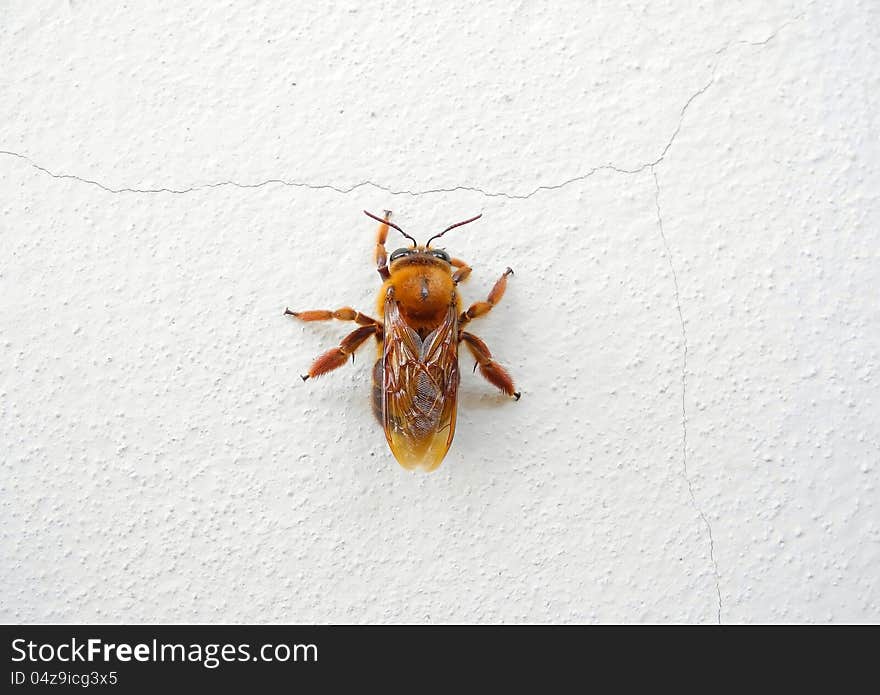 A closed image of a pollen collector. the whole parts of its body are entirely golden brown colour. A closed image of a pollen collector. the whole parts of its body are entirely golden brown colour.