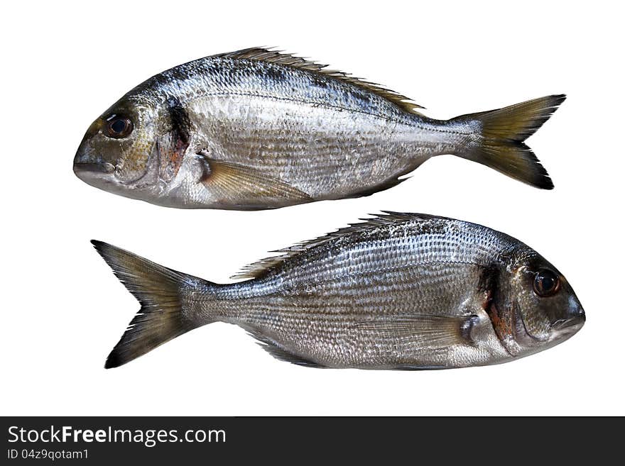 Two fresh gilthead (dorado) isolated over white background. Two fresh gilthead (dorado) isolated over white background