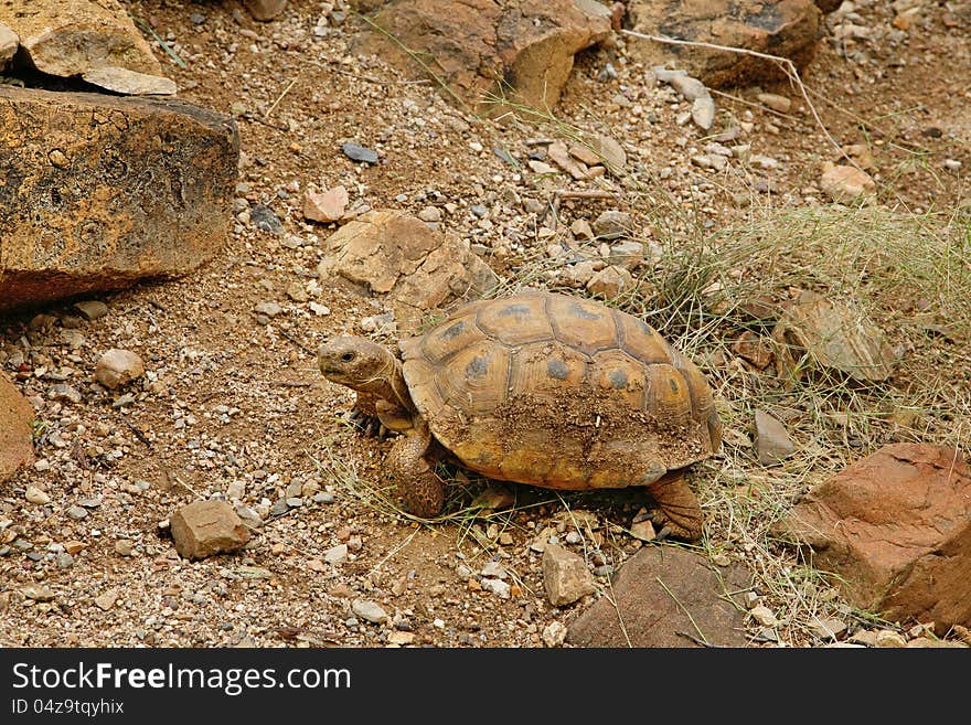 Desert tortoise in the sand walking, slow-moving land-dwelling reptile with a large dome-shaped shel, Testudinidae