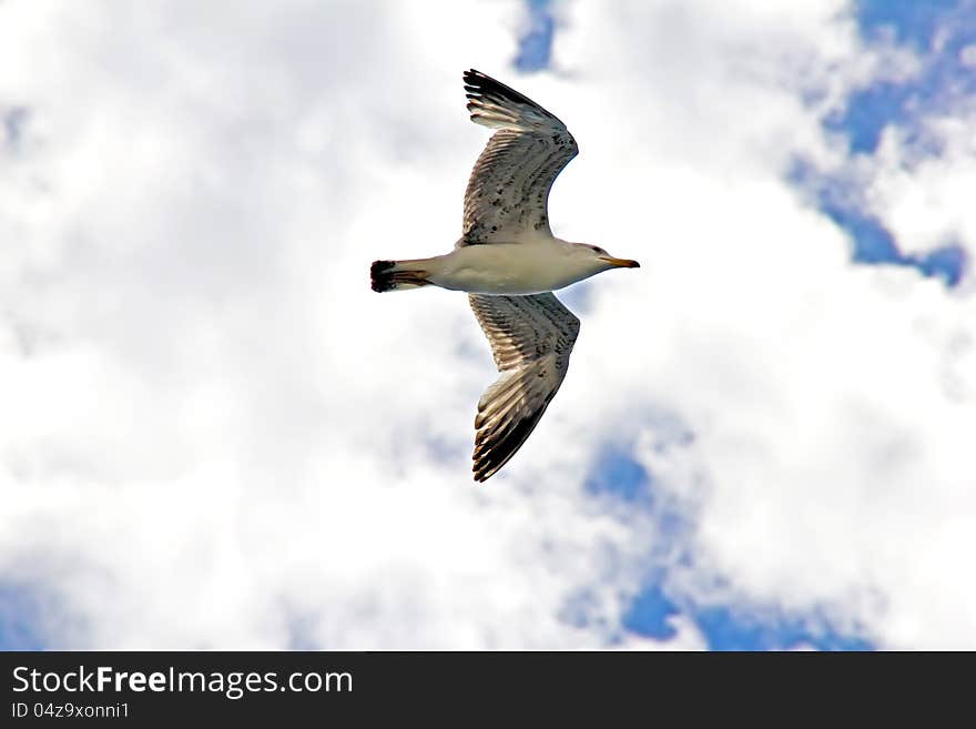 Gull Flying