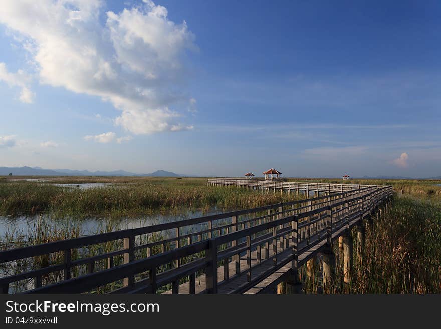 Classic wooden Bridge in Typha Angustifolia lake