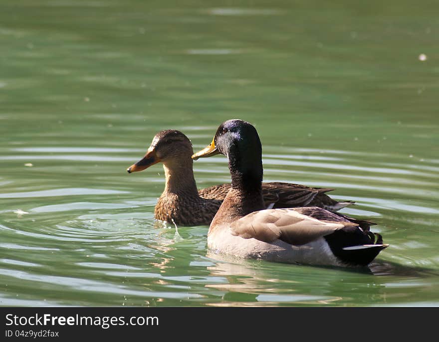 A male and female Mallard Ducks in swimming. A male and female Mallard Ducks in swimming.