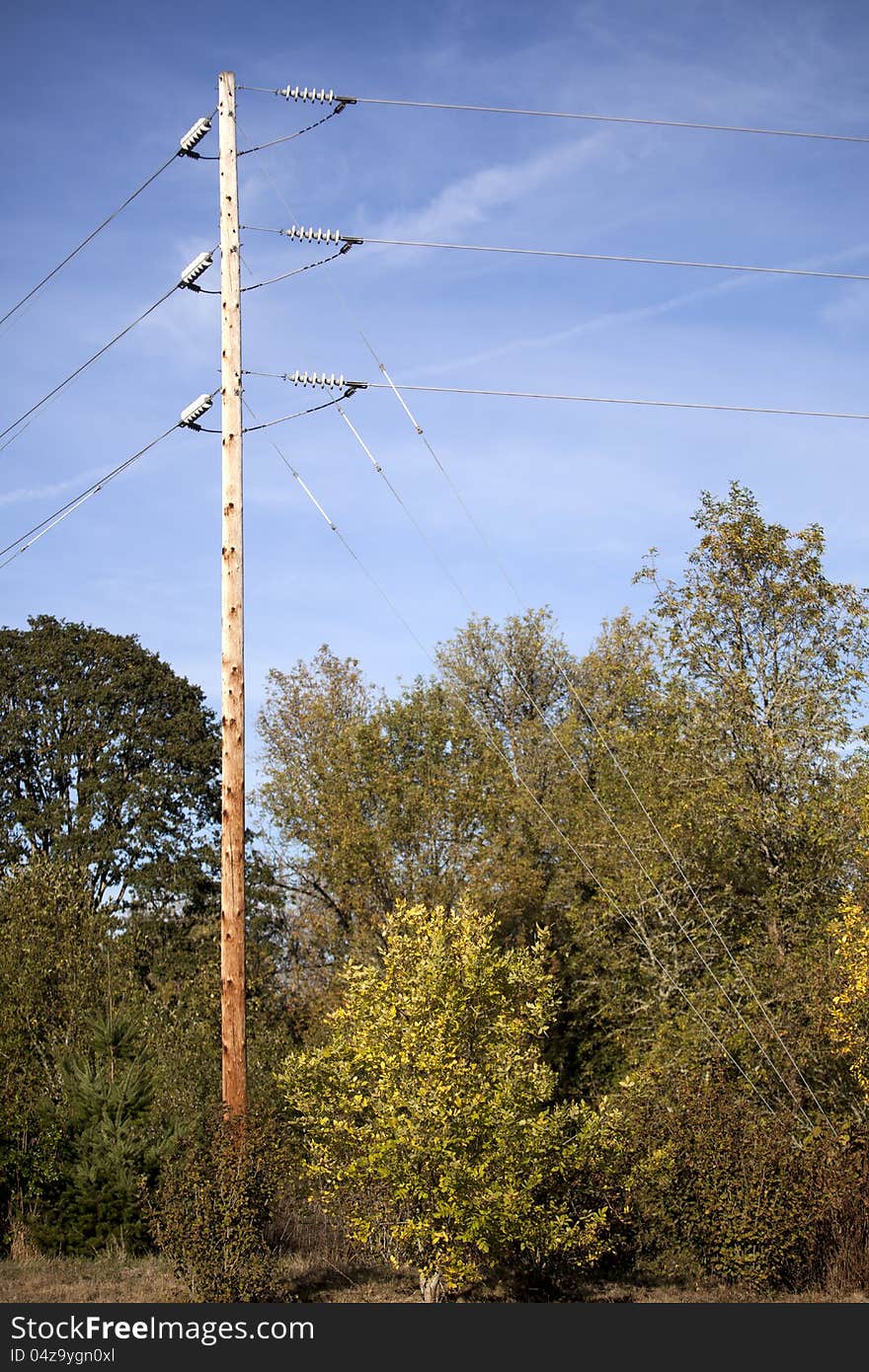 A photo of power lines, trees, and blue sky.