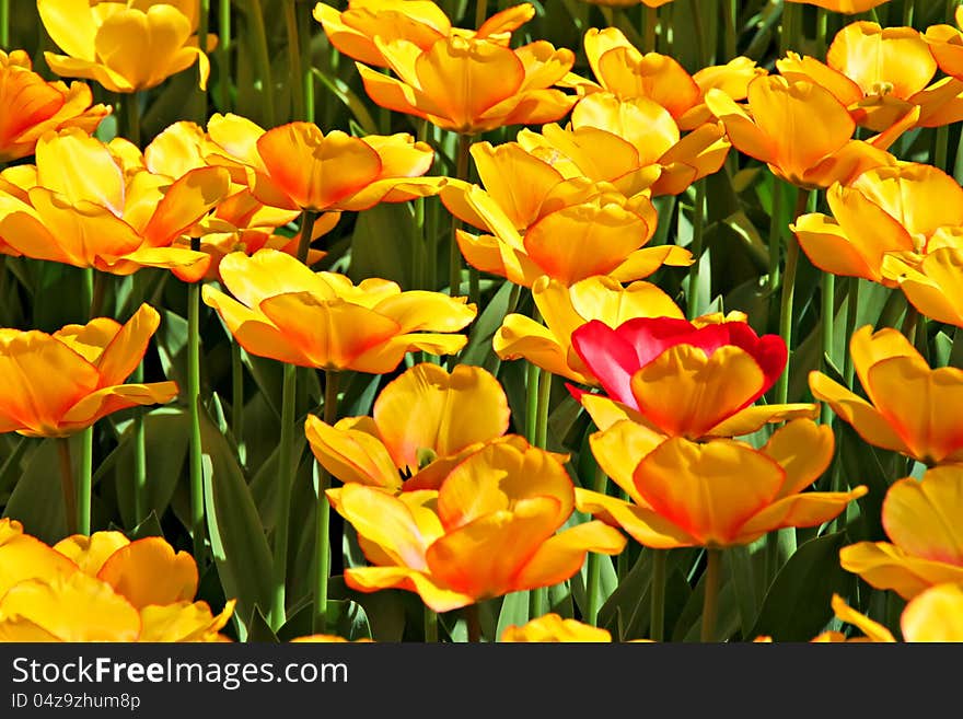 Field of bright yellow spring tulips. Field of bright yellow spring tulips