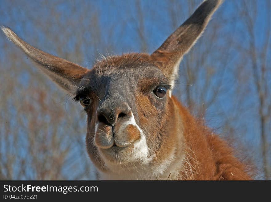 A two-toned llama stares at the camera.