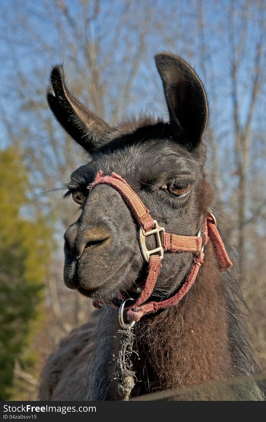 Head Shot Of A Llama In Harness.