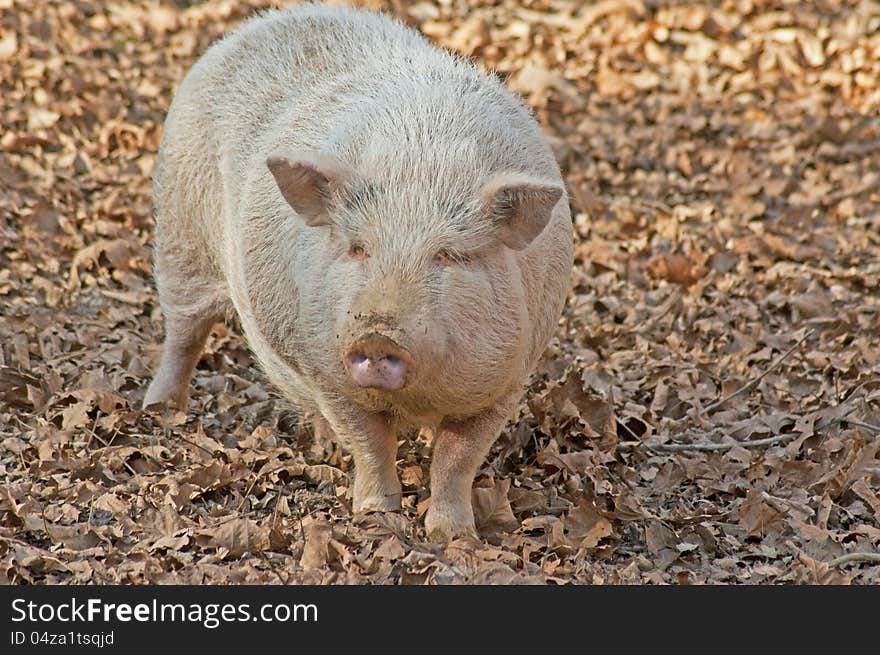 A white full grown pig travels around searching for food. A white full grown pig travels around searching for food.