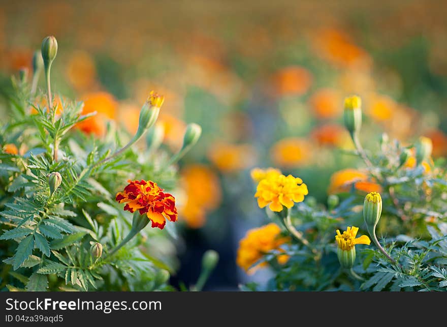 Red And Yellow Marigold