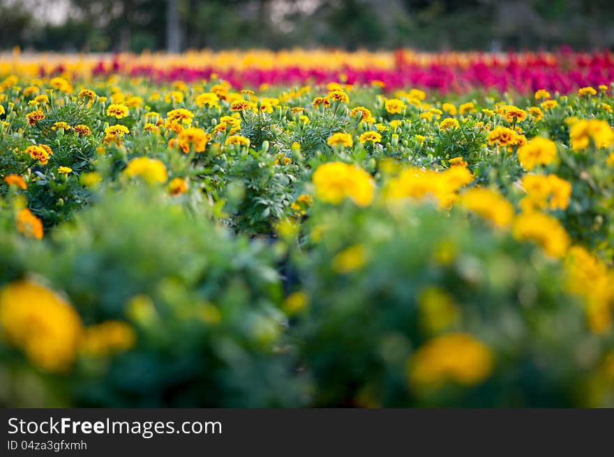 Little yellow marigold