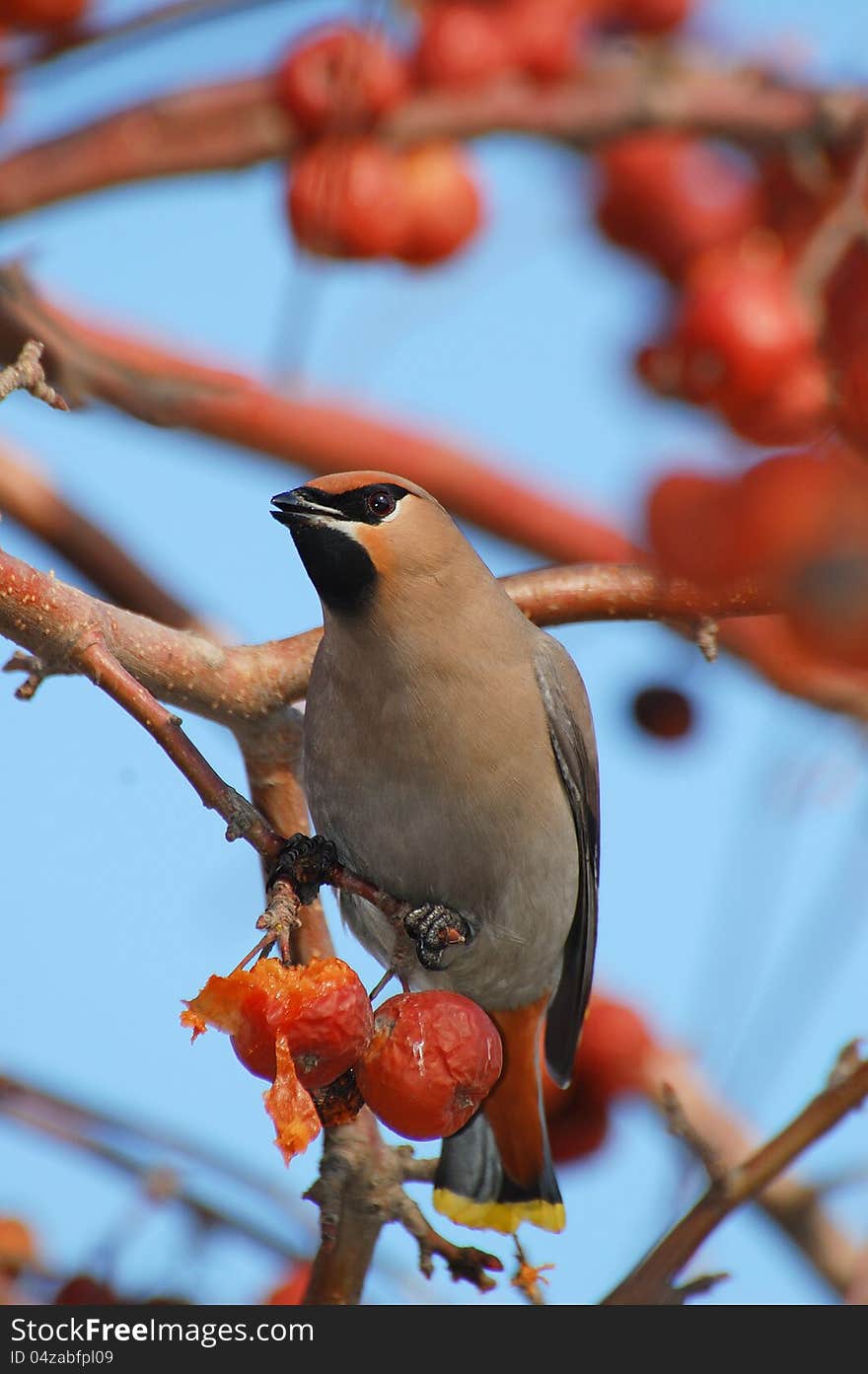 Bird on a branch in an apple orchard