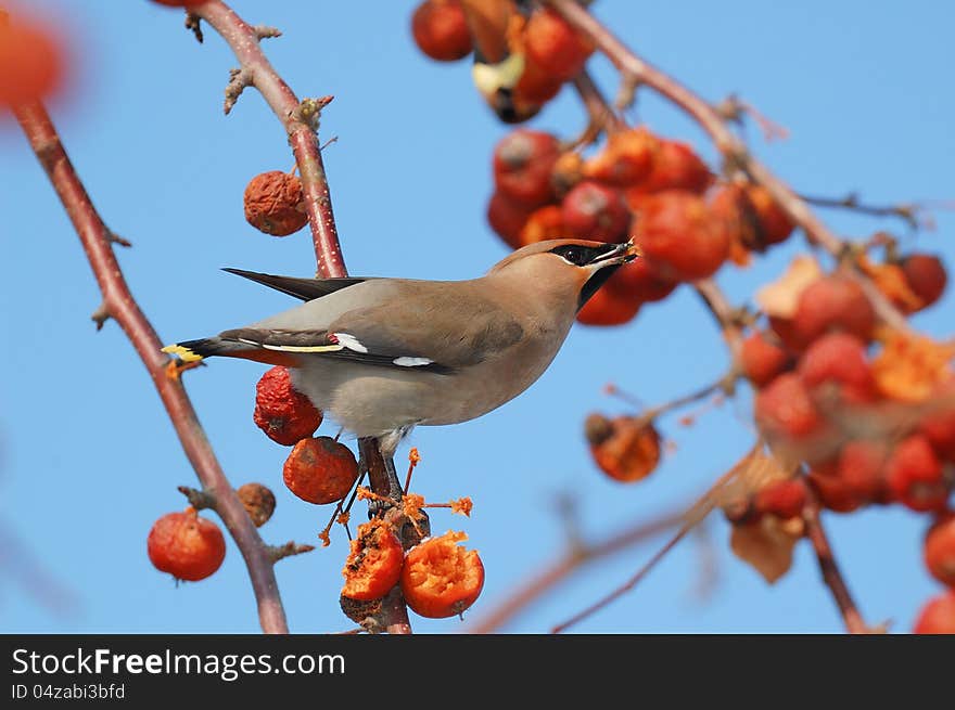 Bird on a branch in an apple orchard