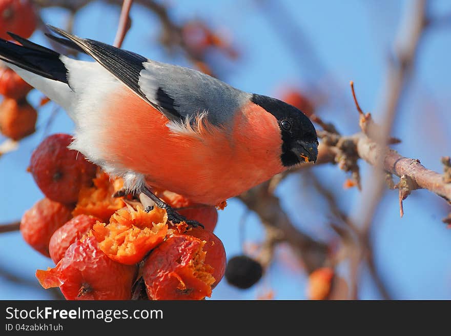 Bird on a branch in an apple orchard