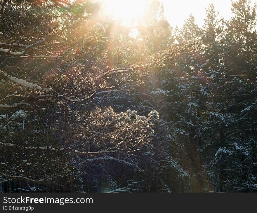 Winter Forest