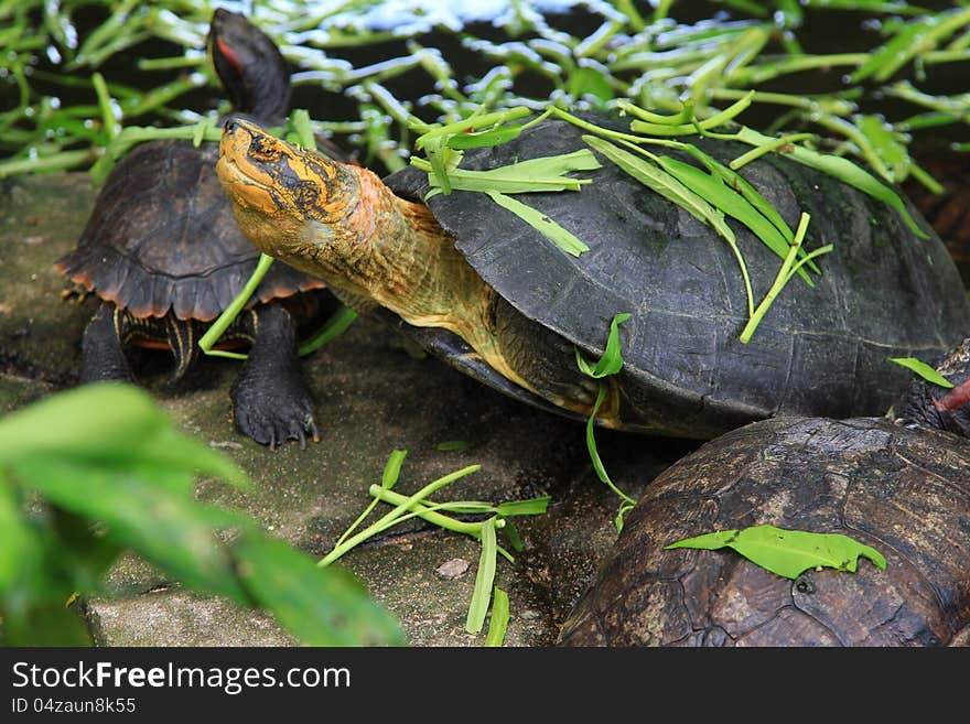 Turtles in pond