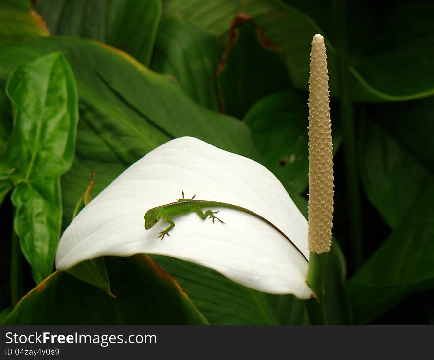 A closeup view of an anole lizard sitting on a white flower in Oahu, Hawaii. A closeup view of an anole lizard sitting on a white flower in Oahu, Hawaii
