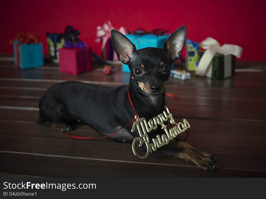 Small dog terrier congratulates on Christmas and new year like. Small dog terrier congratulates on Christmas and new year like