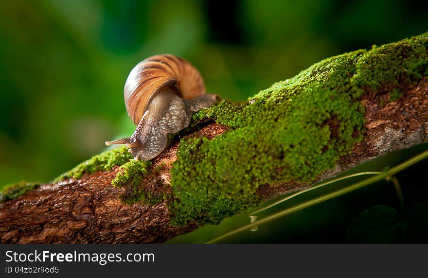 Garden snail in natural habitat