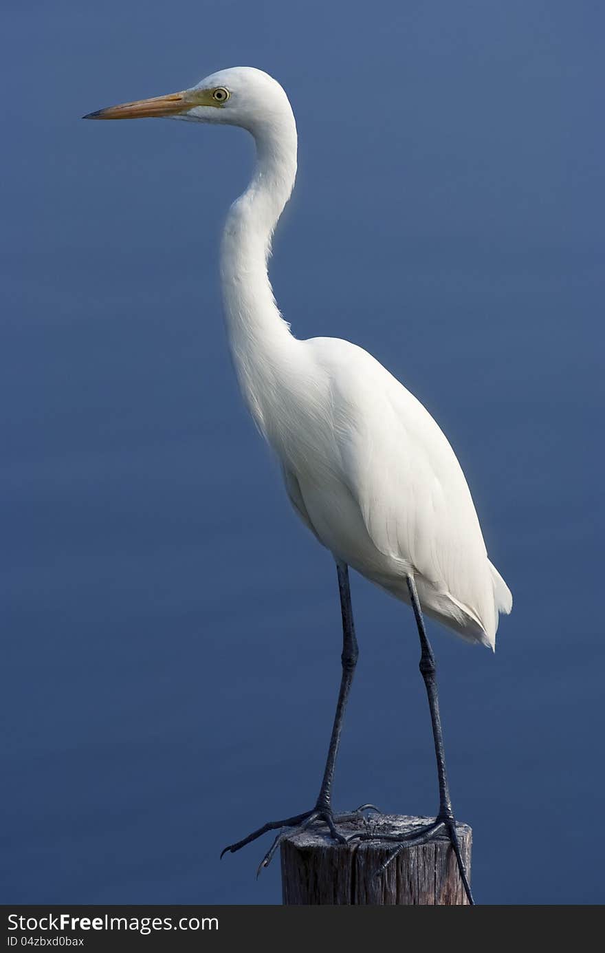 White beauty