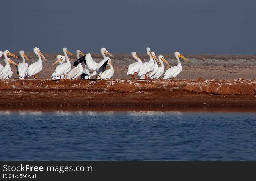 American White Pelicans