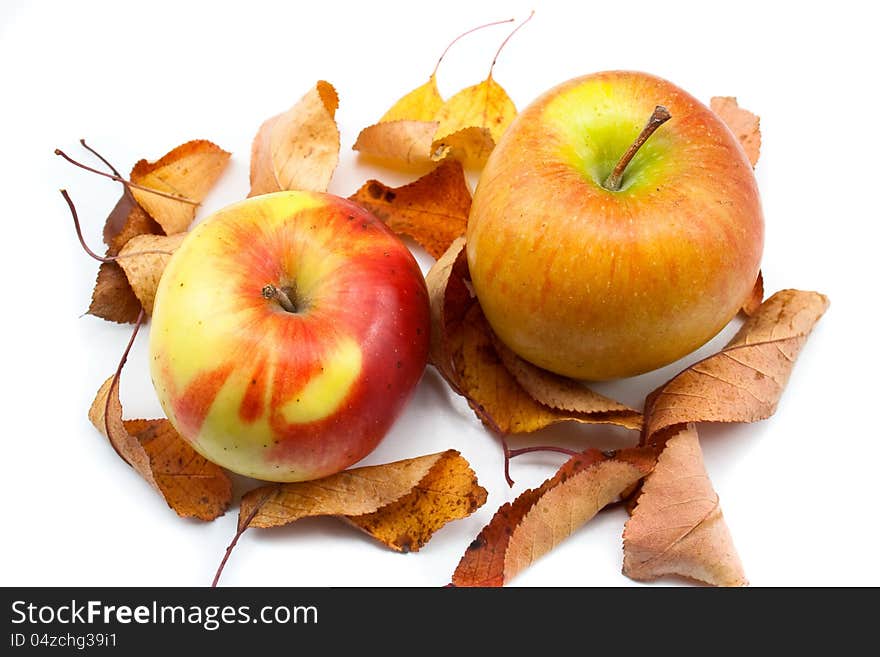 Two Jonathan apples and some yellow leaves in a fall decoration isolated white. Two Jonathan apples and some yellow leaves in a fall decoration isolated white