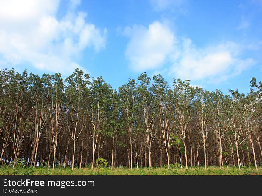 Rubber Tree Garden Landscape