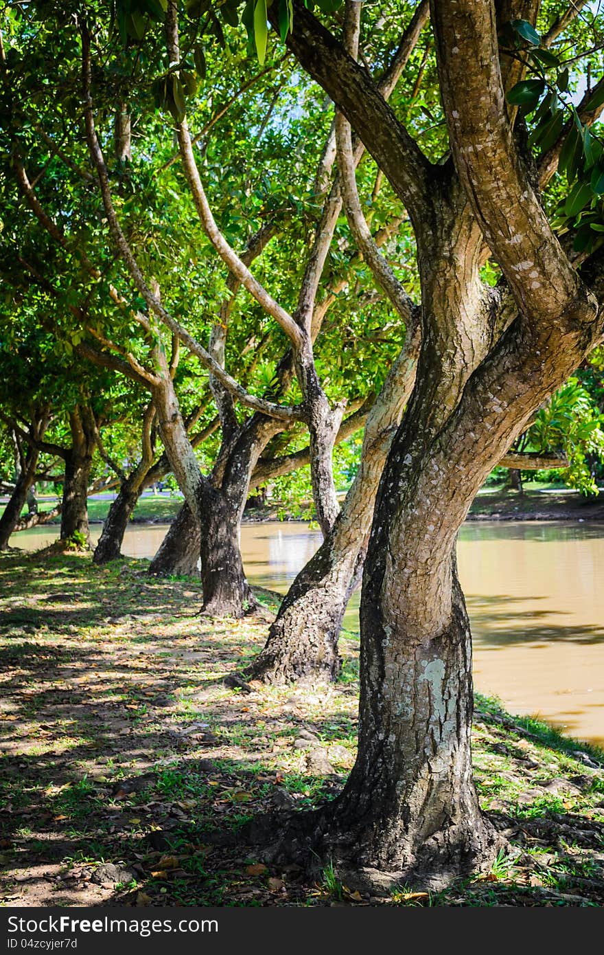 A row of tree in the park. A row of tree in the park