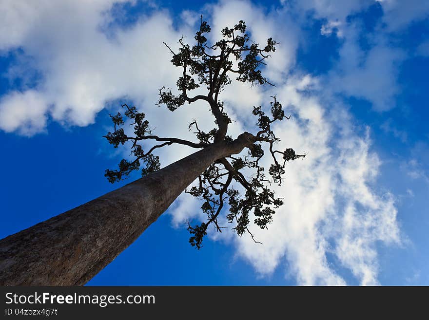 Tall tree and Blue Sky