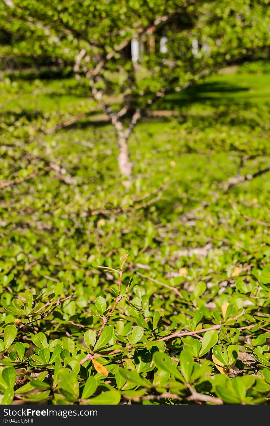 Close up a green tree